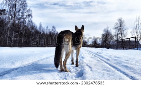 Dog German Shepherd in winter day on railway road and white snow arround. Big waiting eastern European dog veo and white snow