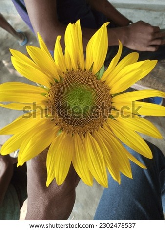 Wonderful a sun flower Picture nature 