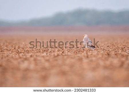 A pallid harrier roosting on the ground on parched ground inside Wild ass sanctuary in lesser rann of kutch in Gujarat