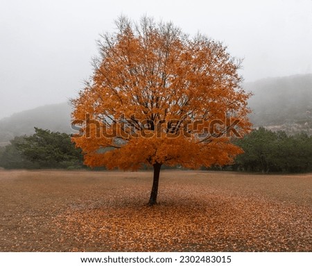 A single lone bigtooth maple tree in full fall colors standing in a field with red leaves on the ground, Lost Maple Natural Area, Texas Royalty-Free Stock Photo #2302483015