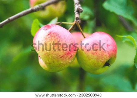 A beautiful apple tree with apples is a wonderful picture.
