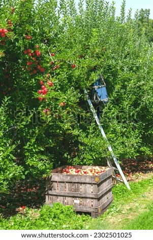 A beautiful apple tree with apples is a wonderful picture.