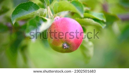 Apple fruit new amazing picture.