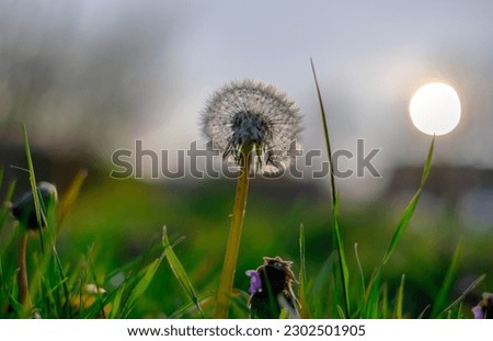 Close-up of a dandelion, dandelion white flowers in green grass with sun disk behind.