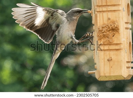 A Northern Mockingbird on the backyard deck                               