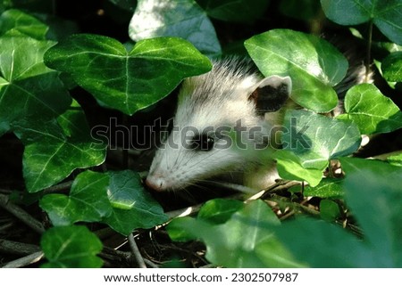 A baby possum resting in English ivy.