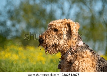 An Airedale dog in sharp focus with a field of yellow flowers in soft focus behind. The dog is wet after playing in a river.  Royalty-Free Stock Photo #2302512875