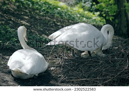 Mute Swan taking care of and breeding the eggs for offspring.
