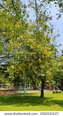 Golden shower, Indian Laburnum, Pudding-pine Tree is a medium-sized perennial deciduous tree with a height of 10-20 meters. The flowers are 20-40 cm long.
Each flower is 4-7 cm in diameter and has 5 e Royalty-Free Stock Photo #2302533127
