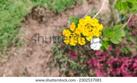 Flower pictures Cloth of gold, Hedge flower, Lantana, Weeping lantana, White sage planted in many colors such as orange, pink, white, orange and many colors in the same inflorescence.