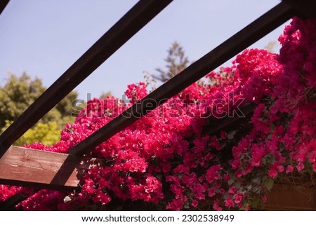 Pink Bougainvillea in bloom in summer on sunny day. Gardening hobby. Red flowers on house terrace.