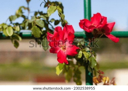 red roses in a garden