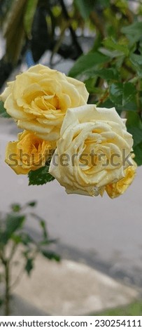 Very beautiful yellow roses for the background 