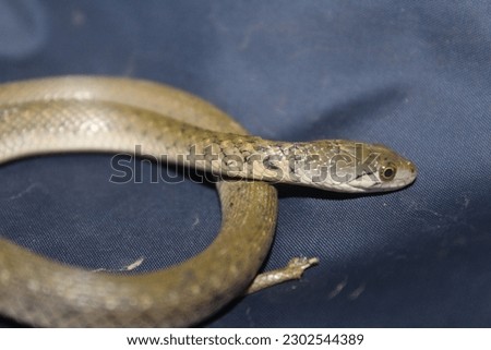 Snakes are elongated, limbless, carnivorous reptiles of the suborder Serpentes. Like all other squamates, snakes are ectothermic. Royalty-Free Stock Photo #2302544389