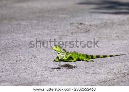 Non-native, invasive Green Iguana is an exotic species at Brian Piccolo Sports Park in Florida