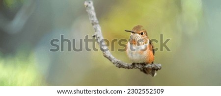 Widescreen photo of a hummingbird standing on an Aspen tree branch in Colorado