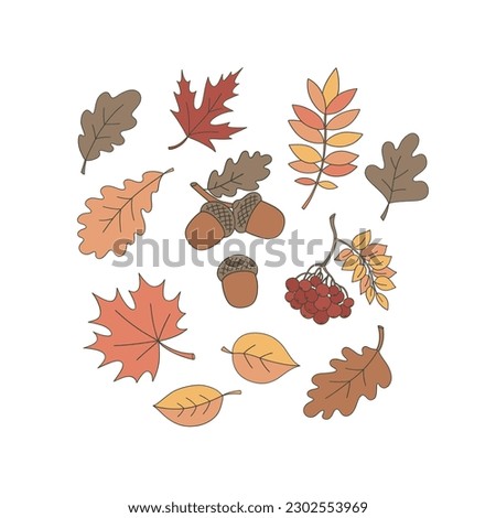 Autumn leaves rowanberry acorn vector clip-art set isolated on white. Fall plant hand drawn illustration collection. Happy Thanksgiving Day design elements