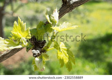 Spring growth of grapevine, Vitis,  young grapevine buds and leaves, in Dalmatia, Croatia Royalty-Free Stock Photo #2302558889