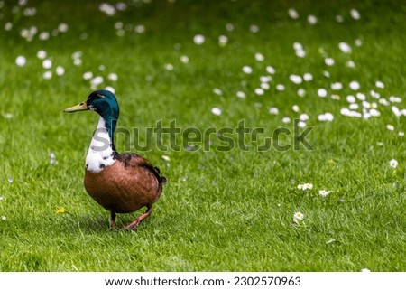 Duclair duck on grass with daisies. Also known as hybrid, domesticated or manky mallard with green head, white bibbed neck and brown feather body. Dublin, Ireland Royalty-Free Stock Photo #2302570963