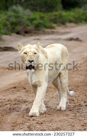 A beautiful portrait of a huge white lioness.