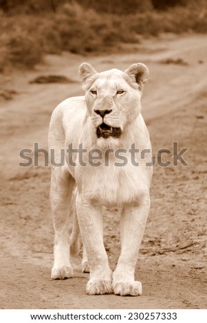 A beautiful portrait of a huge white lioness.