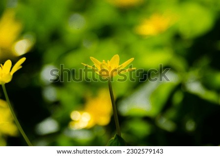 Yellow flower with green background, colorful picture with spring feelings.