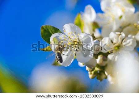 White flowers of a cherry blossom tree close up Spring twig branch beautiful green blue Background Macro soft airy blurred sunset backlight copy space .