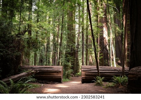 Dirt path cut through fallen tree in a redwood forest in Northern California 