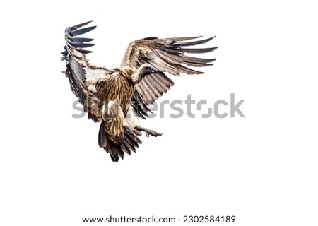 White backed Vulture in flight isolated in white background in Kruger National park, South Africa ; Specie Gyps africanus family of Accipitridae