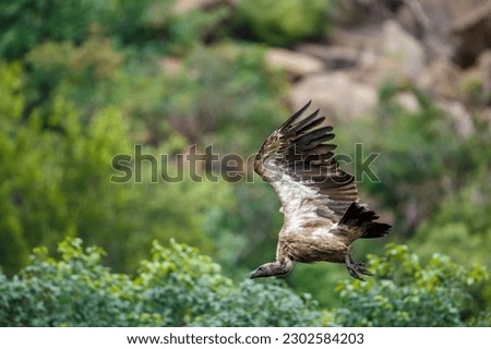 White backed Vulture in flight isolated in natural background in Kruger National park, South Africa ; Specie Gyps africanus family of Accipitridae