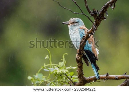 European Roller standing under the rain isolated in natural background in Kruger National park, South Africa ; Specie Coracias garrulus family of Coraciidae
