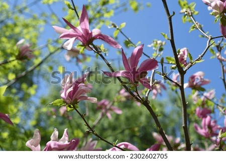 Magnolia liliiflora grows and blooms in the garden in spring