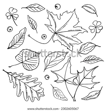Line art set of autumn leaves, outline collection. nature doodle