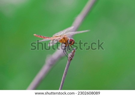 Beautiful golden dragonfly photography concept