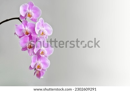 Blooming twig of orchid on gray background Royalty-Free Stock Photo #2302609291