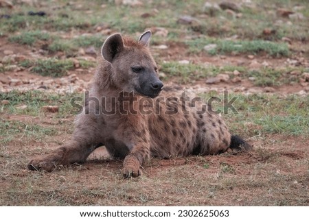 Spotted hyena dusted with red dirt lying on the ground