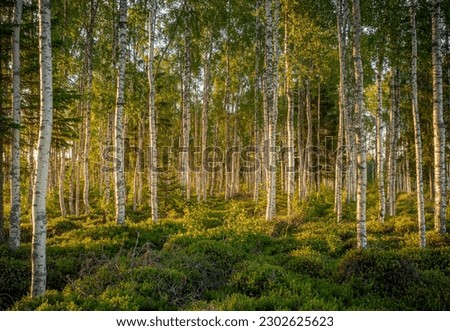 Summer Birch Forest on midsummer. Birch tree forest Royalty-Free Stock Photo #2302625623