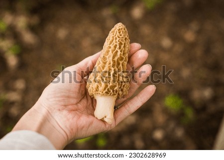 Freshly foraged morel mushrooms in spring  Royalty-Free Stock Photo #2302628969