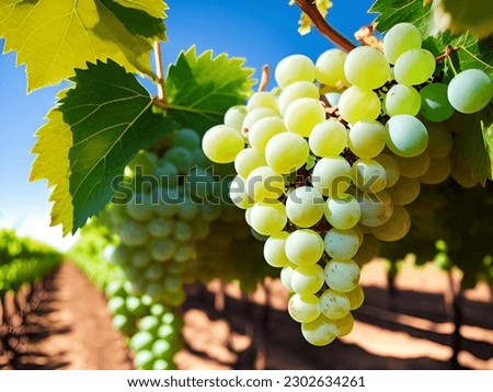 A bunch of white grapes between the grape leaves in a vineyard of Güímar, Tenerife, Canary Islands, Spain, Marmajuelo or Bermejuela grape variety Royalty-Free Stock Photo #2302634261