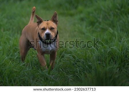 A TAN AND WHITE PITBULL MIX DOG STANDING IN LUSH GRASS AT MARYMOOR PARK IN REDMOND WAHINGTON