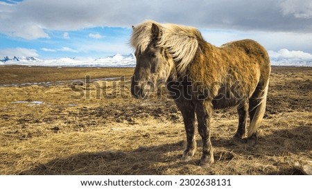 beautiful Icelandic horses in the wind Royalty-Free Stock Photo #2302638131