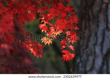 Close-up of a maple tree with red and orange leaves against dark background in autumn at Gyeryongsan National Park near Gongju-si, South Korea
