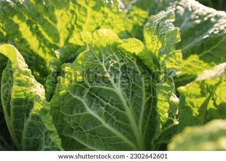 Close-up and morning view of napa cabbage leaves with dew and light on the field, Suwon-si, Gyeonggi-do, South Korea
