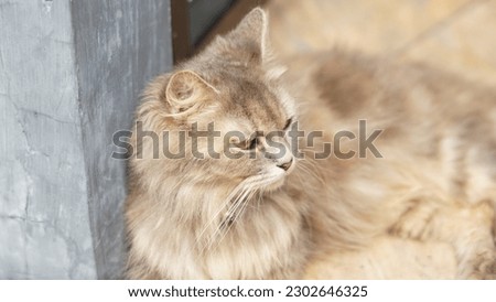 A photo of a cute cat relaxing in an outdoor environment. The cat can be seen enjoying the warm sun and fresh air with a calm and content expression on its face.