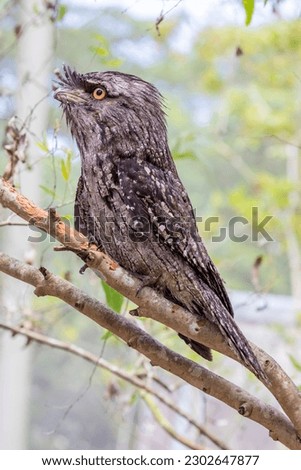 The closeup image of Tawny frogmouth 
It is a species of frogmouth native to and found throughout the Australian mainland and Tasmania. It is a big-headed, stocky bird. Royalty-Free Stock Photo #2302647877
