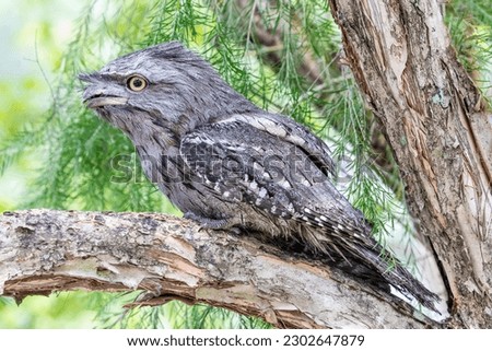 The closeup image of Tawny frogmouth 
It is a species of frogmouth native to and found throughout the Australian mainland and Tasmania. It is a big-headed, stocky bird. Royalty-Free Stock Photo #2302647879