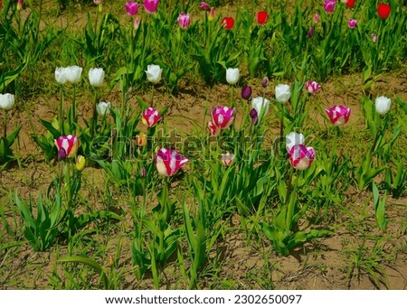 An multicoloured image of many beautiful tulip flower