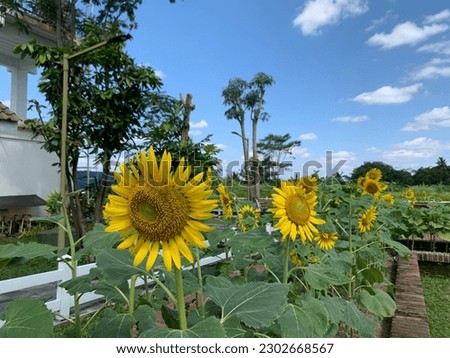 a very pretty sunflower plant growing in the middle of a flower field