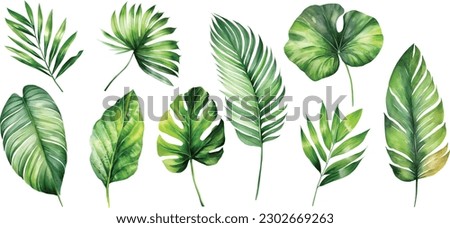 Exotic plants, palm leaves, monstera on an isolated white background, watercolor vector illustration