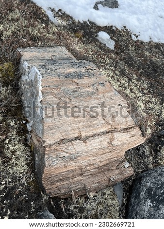 Took this photo of Petrified wood  while was hiking in whale Cove, Nunavut